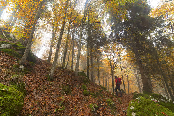 Cansiglio Forest, Fregona, Treviso, Veneto, Italy.