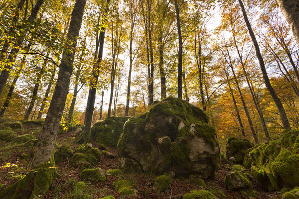 Cansiglio Forest, Fregona, Treviso, Veneto, Italy.