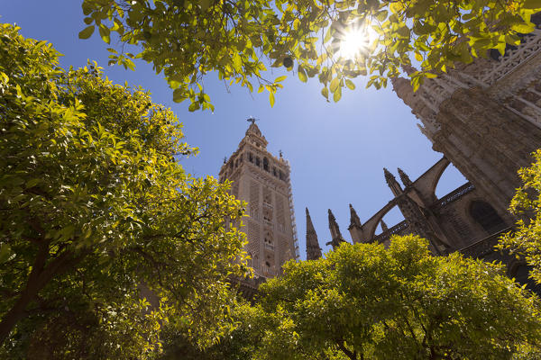 La Giralda bell tower and Seville Cathedral from orange court, Seville, province of Seville, Andalusia, Spain