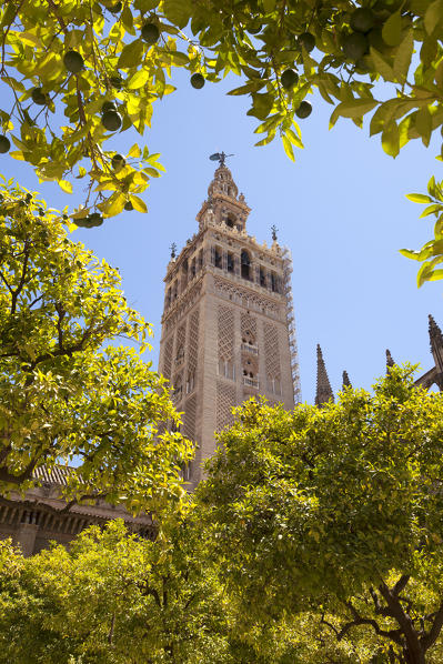 La Giralda bell tower  from orange court, Seville, province of Seville, Andalusia, Spain