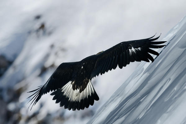 Golden Eagle (Aquila Reale),Dolomites,Auronzo,Veneto,Alps,Italy
