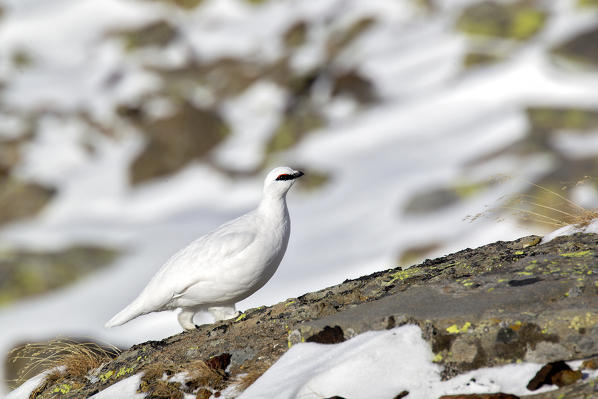 Stelvio National Park,Lombardy,Italy.Ptarmigan 