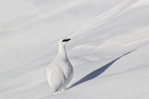Stelvio National Park,Lombardy,Italy.Ptarmigan 