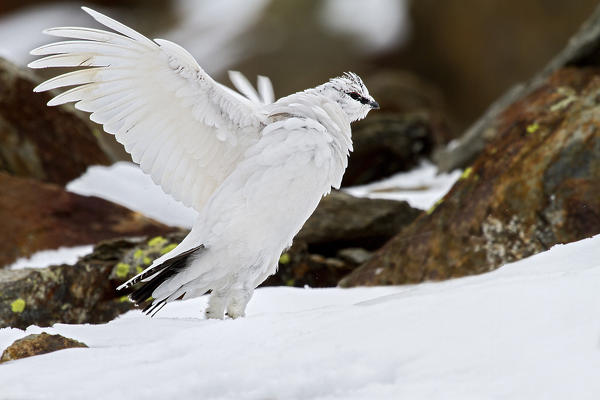 Stelvio National Park,Lombardy,Italy.Ptarmigan