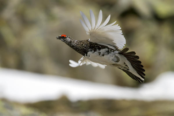 Stelvio National Park,Lombardy,Italy.Ptarmigan