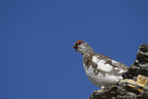Stelvio National Park,Lombardy,Italy.Ptarmigan