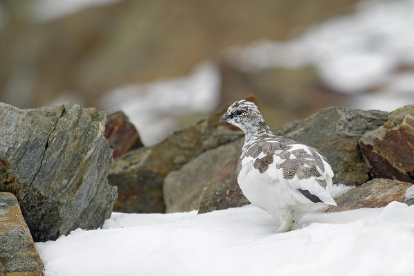 Stelvio National Park,Lombardy,Italy.Ptarmigan