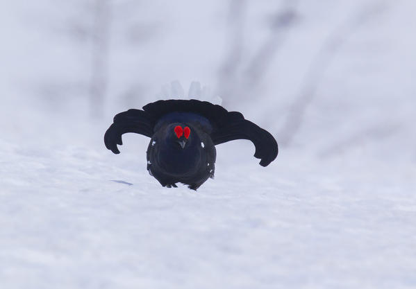 Stelvio National Park,Lombardy,Italy.Grouse