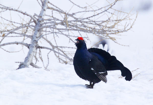 Stelvio National Park,Lombardy,Italy.Grouse