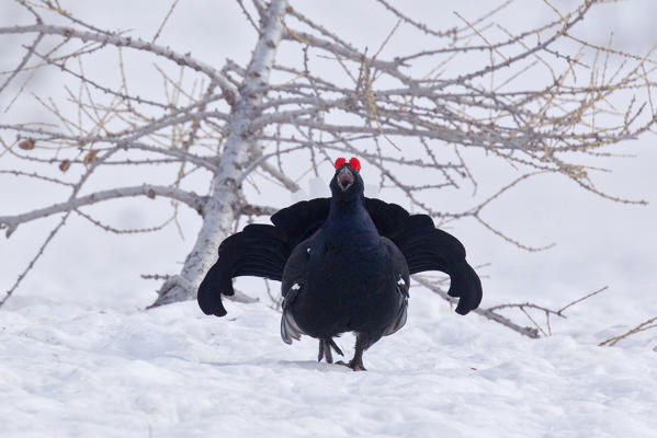 Stelvio National Park,Lombardy,Italy.Grouse