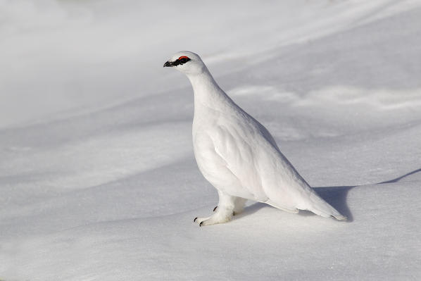 Stelvio National Park,Lombardy,Italy.Ptarmigan