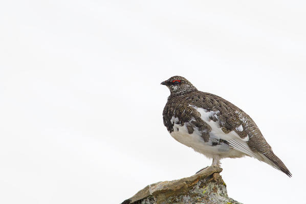 Stelvio National Park,Lombardy,Italy.Ptarmigan