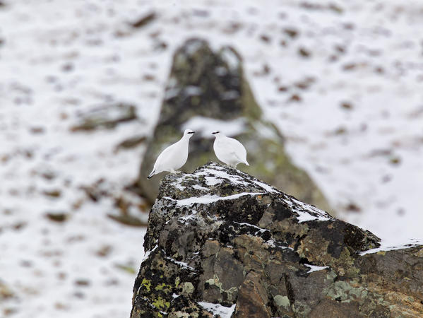 Stelvio National Park,Lombardy,Italy.Ptarmigan