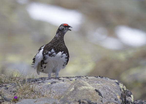 Stelvio National Park,Lombardy,Italy.Ptarmigan