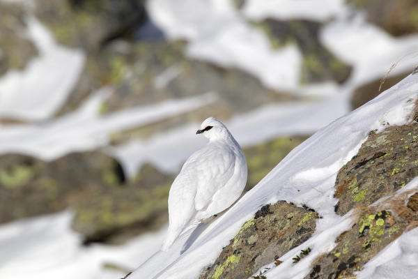 Stelvio National Park,Lombardy,Italy.Ptarmigan