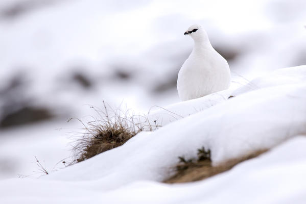 Stelvio National Park,Lombardy,Italy.Ptarmigan