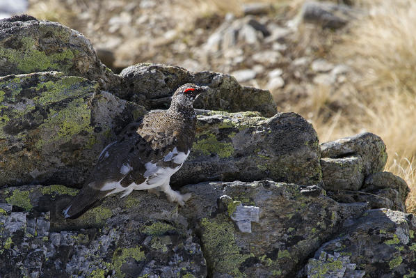 Stelvio National Park,Lombardy,Italy.Ptarmigan