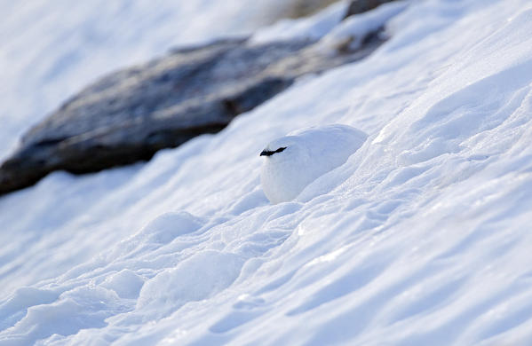 Stelvio National Park,Lombardy,Italy.Ptarmigan