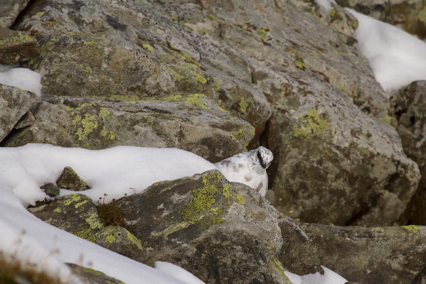 Stelvio National Park,Lombardy,Italy.Ptarmigan