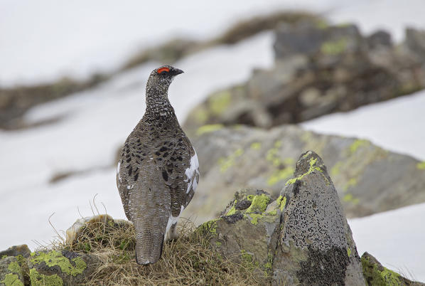 Stelvio National Park,Lombardy,Italy.Ptarmigan