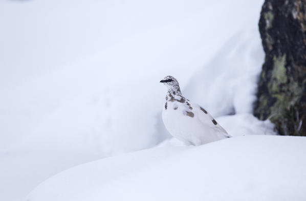 Stelvio National Park,Lombardy,Italy.Ptarmigan