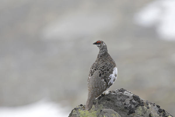 Stelvio National Park,Lombardy,Italy.Ptarmigan