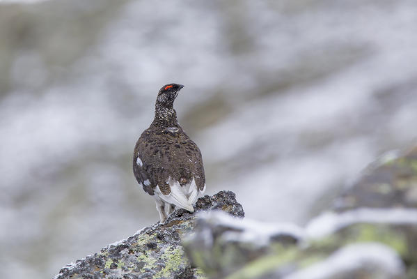 Stelvio National Park,Lombardy,Italy.Ptarmigan