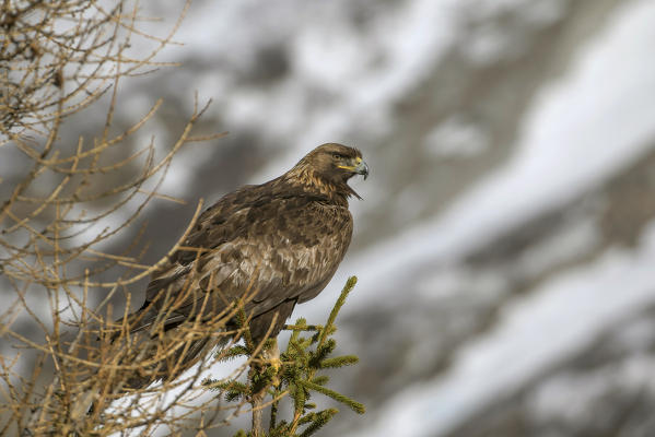 Golden eagle, Adamello Regional Park, Lombardy, Italy