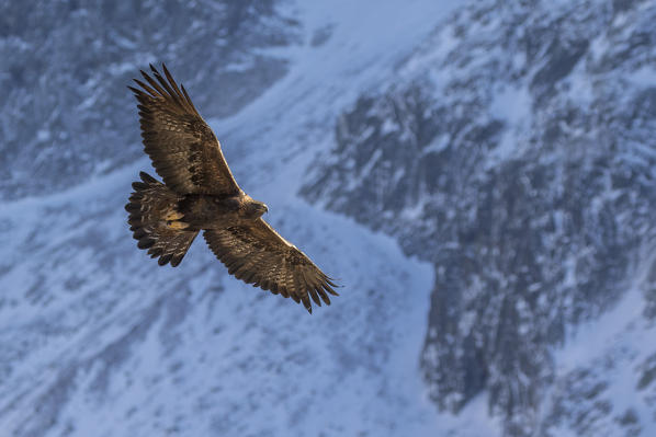 Golden eagle in fly, Adamello Regional Park, Lombardy, Italy