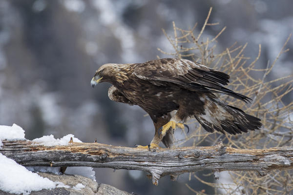 Golden eagle, Stelvio National Park, Lombardy, Italy