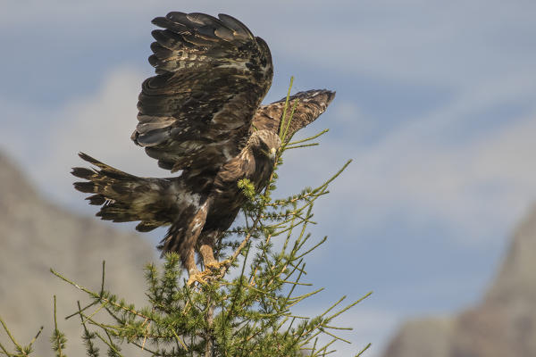 Golden eagle, Stelvio National Park, Lombardy, Italy