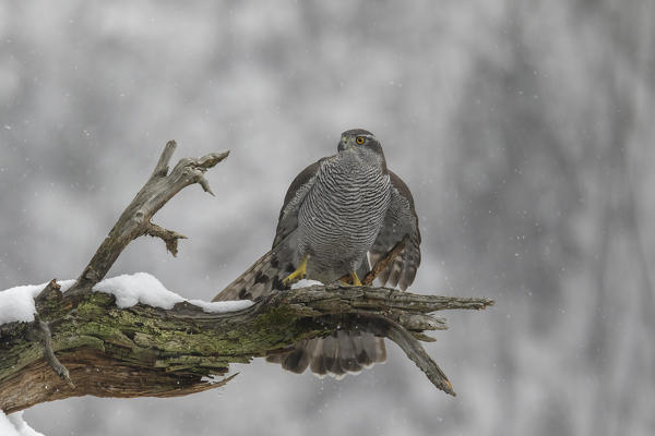 Northern goshawk, Adamello Regional Park, Lombardy, Italy
