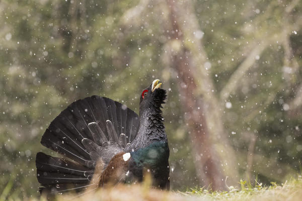 Western Capercaillie or Wood Grouse (Tetrao urogallus) male displaying, Stelvio National Park, Lombardy, Italy