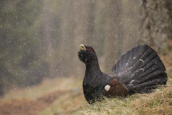 Western Capercaillie or Wood Grouse (Tetrao urogallus) male displaying, Stelvio National Park, Lombardy, Italy
