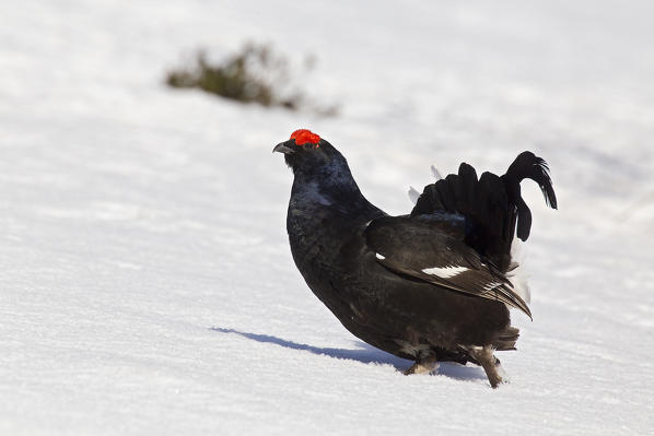 Black grouse (Lyrurus tetrix) in snow, Stelvio National Park, Lombardy, Italy
