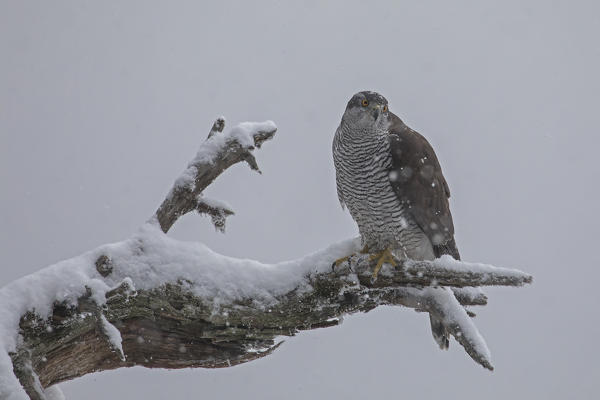 Northern goshawk, Adamello Regional Park, Lombardy, Italy
