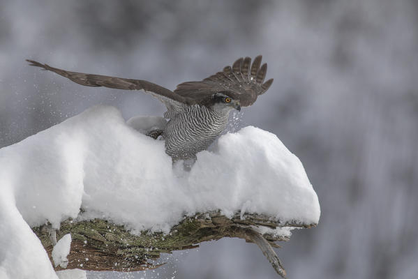Northern goshawk ready to fly, Adamello Regional Park, Lombardy, Italy