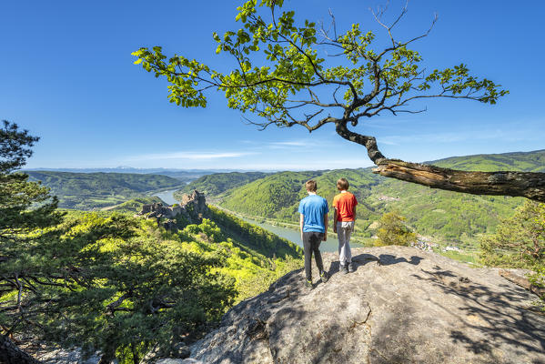Schoenbühel-Aggsbach, Wachau, district of Melk, Lower Austria, Austria, Europe. The castle ruins of Aggstein and the Danube river (MR)