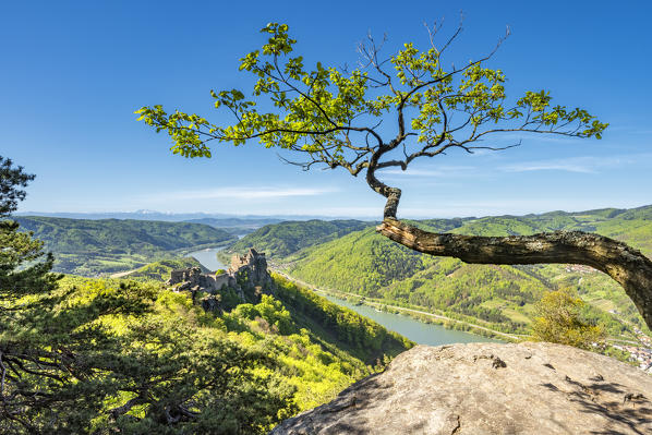 Schoenbühel-Aggsbach, Wachau, district of Melk, Lower Austria, Austria, Europe. The castle ruins of Aggstein and the Danube river