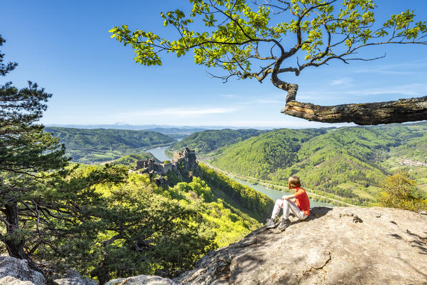 Schoenbühel-Aggsbach, Wachau, district of Melk, Lower Austria, Austria, Europe. The castle ruins of Aggstein and the Danube river (MR)