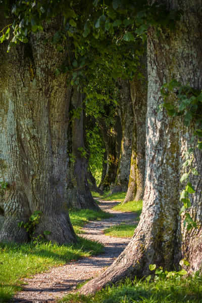 Holzkirchen, Miesbach, Upper Bavaria, Bavaria, Germany, Europe. Dawn at Steindlweg in Koglavenue