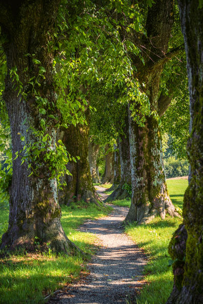 Holzkirchen, Miesbach, Upper Bavaria, Bavaria, Germany, Europe. Dawn at Steindlweg in Koglavenue