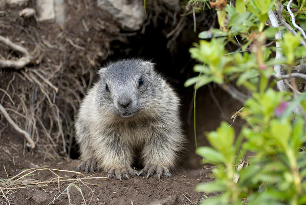 Dolomites, South Tyrol, Italy. The alpine marmot (Marmota marmota)