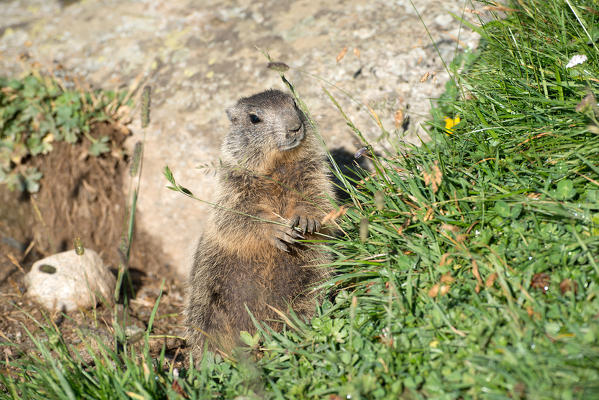Dolomites, South Tyrol, Italy. The Alpine marmot (Marmota marmota)