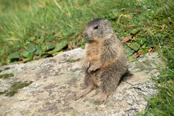 Dolomites, South Tyrol, Italy. The Alpine marmot (Marmota marmota)