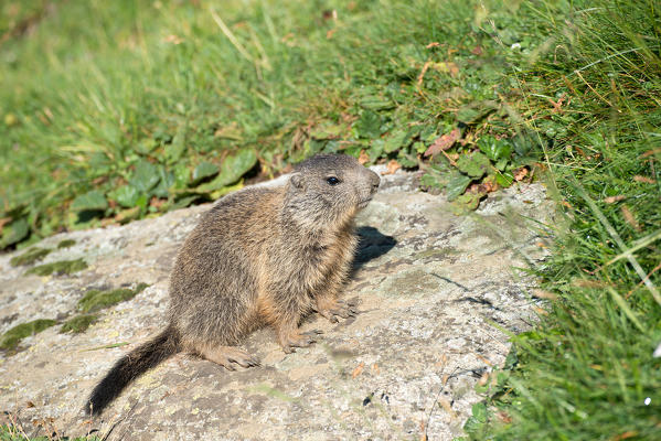 Dolomites, South Tyrol, Italy. The Alpine marmot (Marmota marmota)