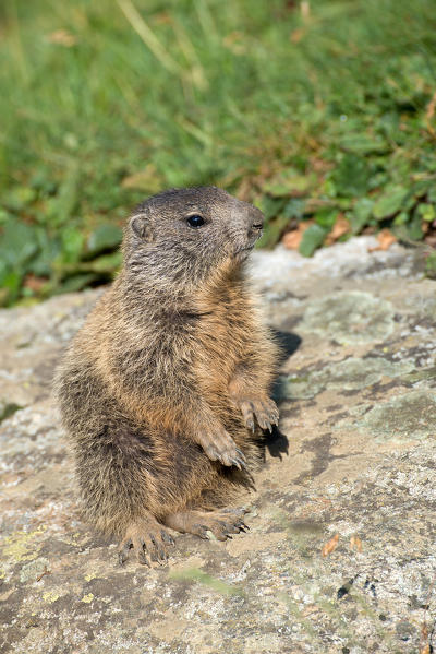 Dolomites, South Tyrol, Italy. The Alpine marmot (Marmota marmota)