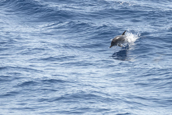 Tropea, Calabria, Italy. Dolphins in the sea near Tropea