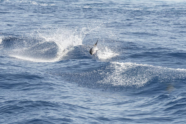 Tropea, Calabria, Italy. Dolphins in the sea near Tropea
