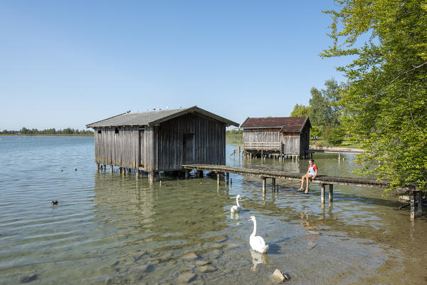 Kochel am See, Bad Tölz-Wolfratshausen district, Upper Bavaria, Germany, Europe. A girl looks at the swans